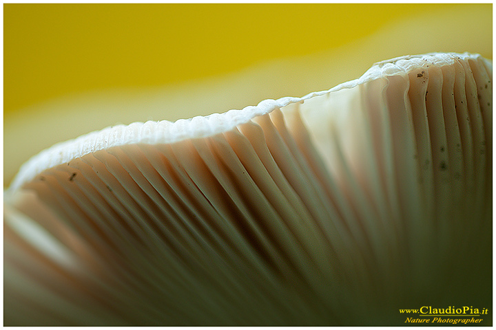 Funghi, toadstools, fungi, fungus, val d'Aveto, Nature photography, macrofotografia, fotografia naturalistica, close-up, mushrooms